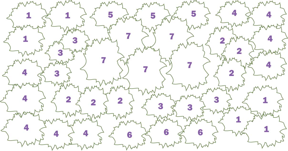 Perennial garden flower plan